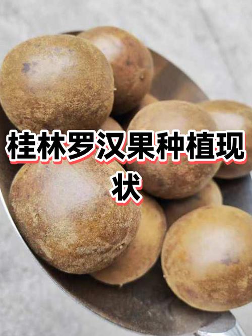 罗汉果的功效与作用