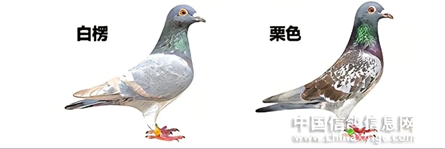 鸽子配对的方法和技巧