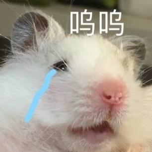 仓鼠精神绝望表情包图片