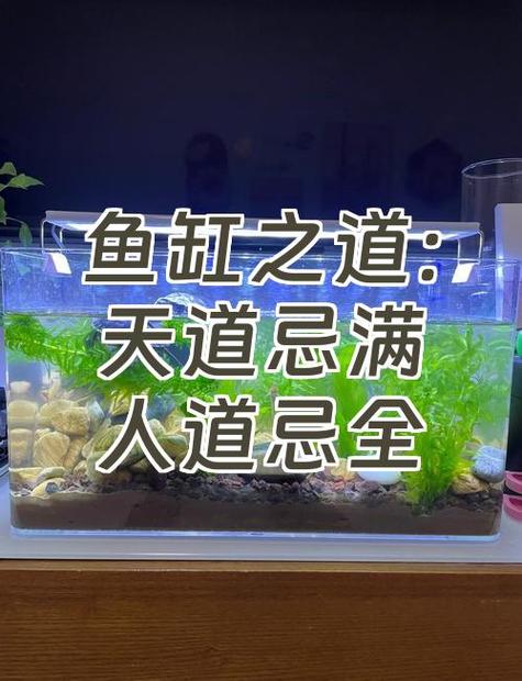 鱼缸尺寸最忌三种