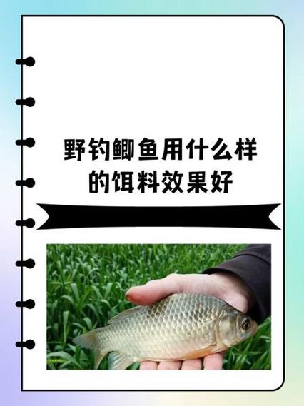什么鱼饵钓鱼效果好