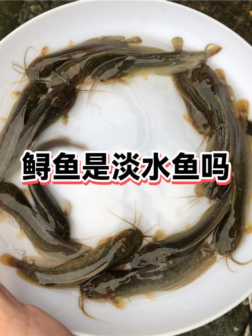 鲟鱼为啥叫癌症鱼呢