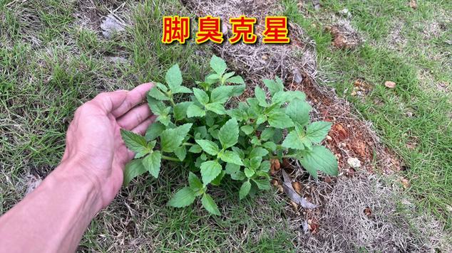 去脚臭的10个小偏方