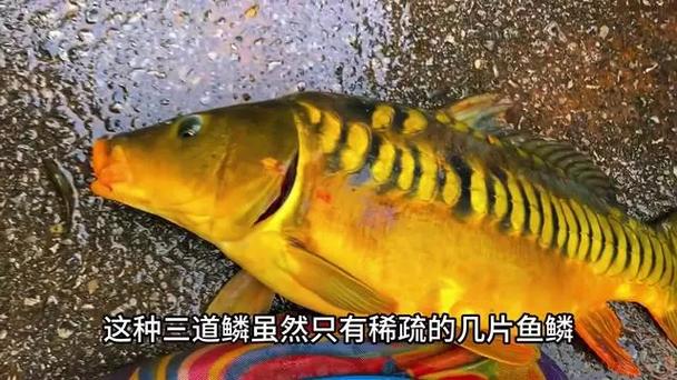 爆鳞之道
