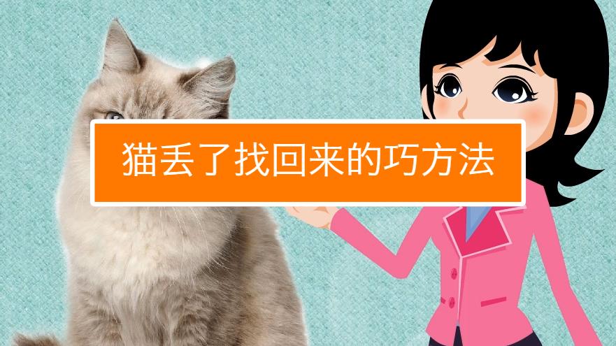 猫丢了如何快速找回