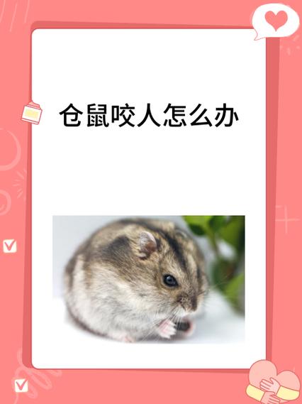 被仓鼠咬了怎么办