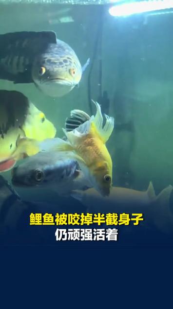 鲤鱼被咬掉半边身子顽强活着