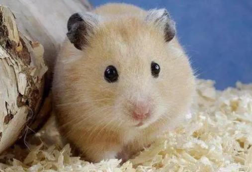 仓鼠一周不喂会饿死吗