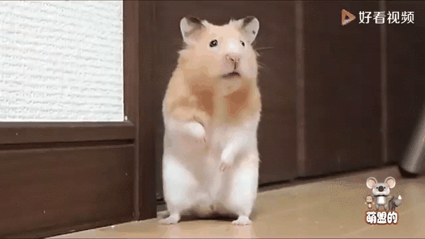 贱笑仓鼠GIF