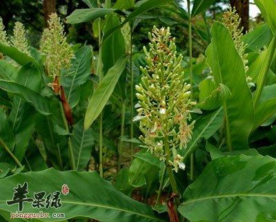 福睡宝的功效与作用