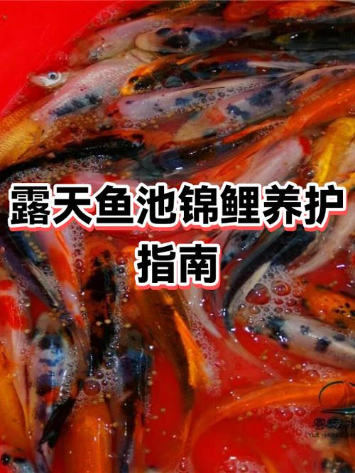 攒钱养锦鲤APP官网下载