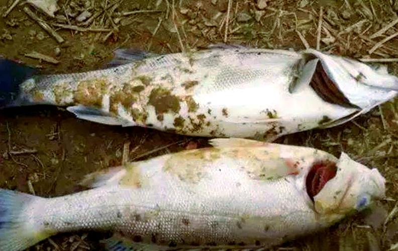 鱼类水霉病最佳治疗方法
