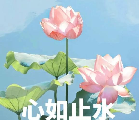人能看到莲花说明了什么