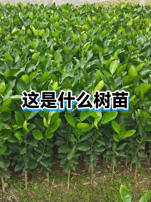 树苗