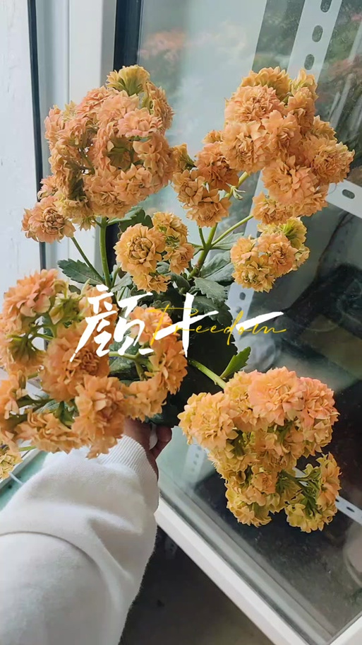 ᨳᤢᤣ゛花朵符号