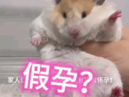 仓鼠假孕和真孕图片