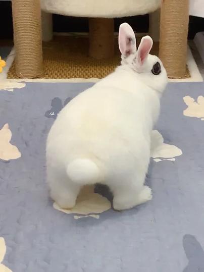 皮皮桌面壁纸软件
