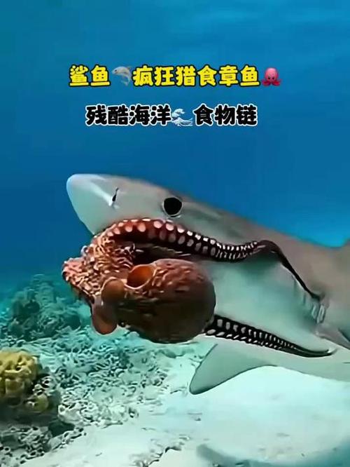 鲨鱼吃章鱼视频