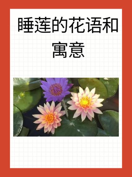 赞美睡莲的花语