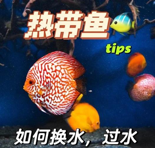 热带鱼换水的正确方法