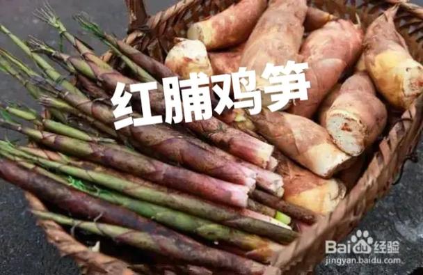 竹笋的18个雅称