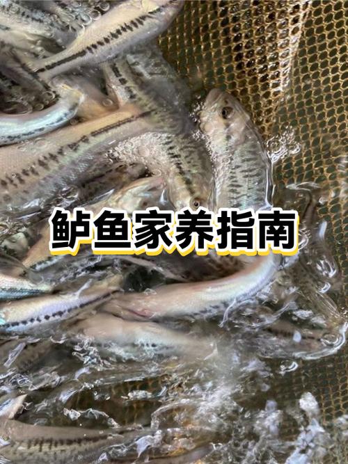 鲈鱼杀好了放冷冻还是冷藏