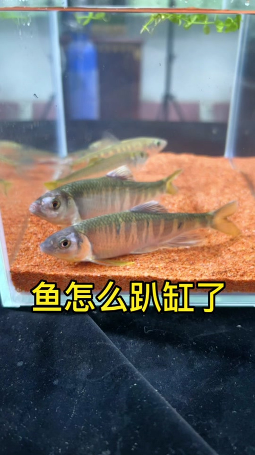 鱼趴缸最快的恢复方法