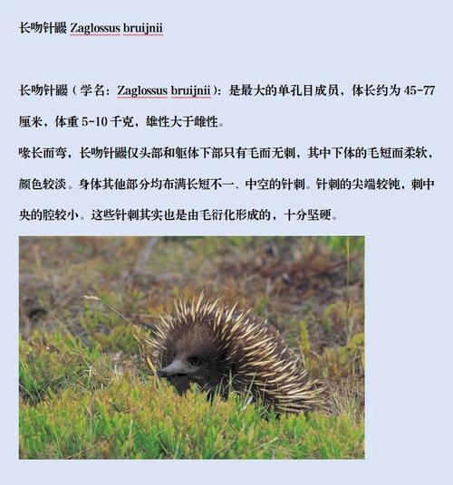 刺猬猫是什么的聚集地
