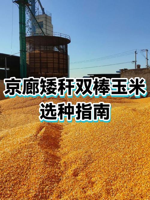 目前最好的双棒玉米种