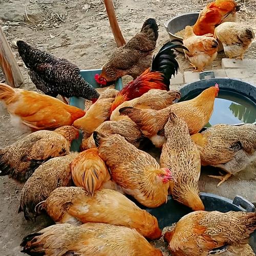 土鸡HD破解版免会员下载