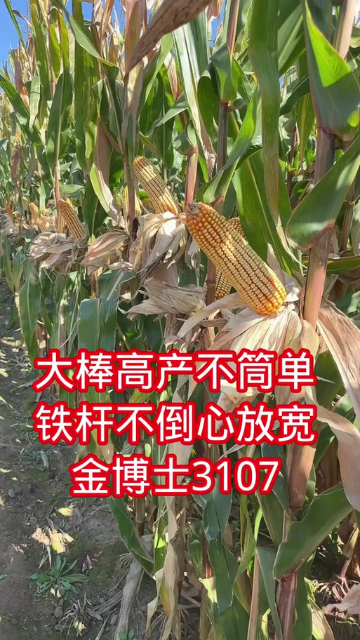 玉米种子金博士3107