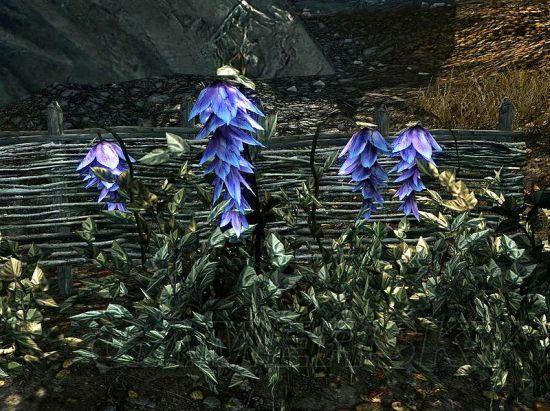 上古卷轴5丧钟花