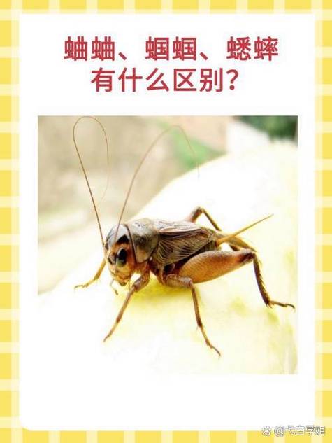 古代斗蛐蛐还是蝈蝈