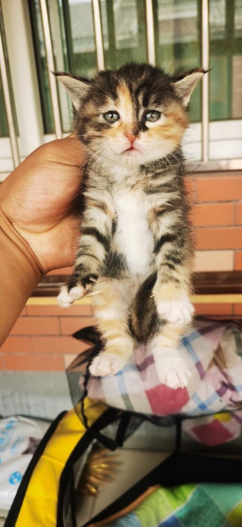 橘猫和美短属于什么品种