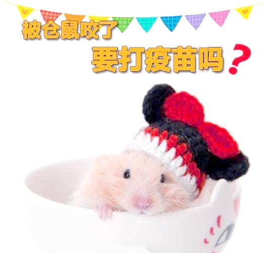 咬人的仓鼠还有必要养吗