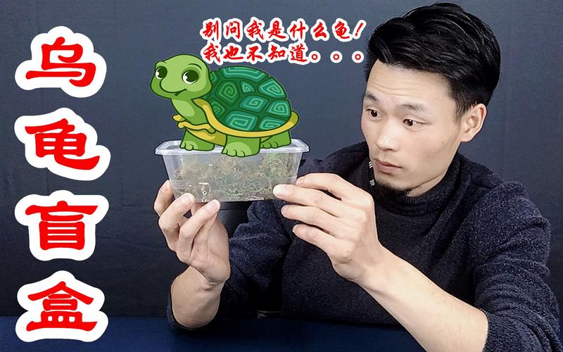 开乌龟盲盒视频