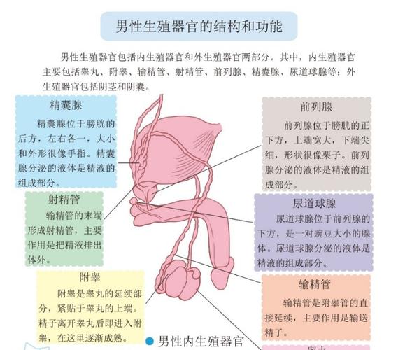 男生生殖