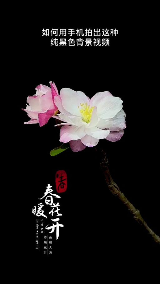 怎么拍出黑色背景的花