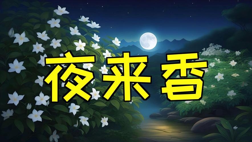 夜来香APP