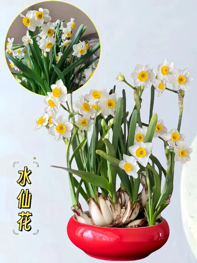 水仙短视频2022最新版