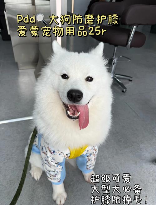 萨摩耶抢单神器2022最新版
