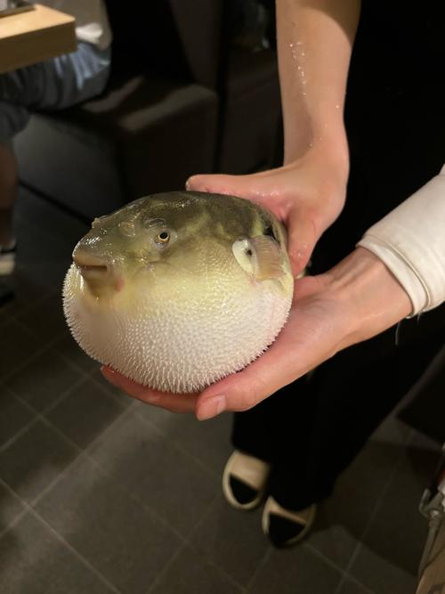 河豚视频剪辑