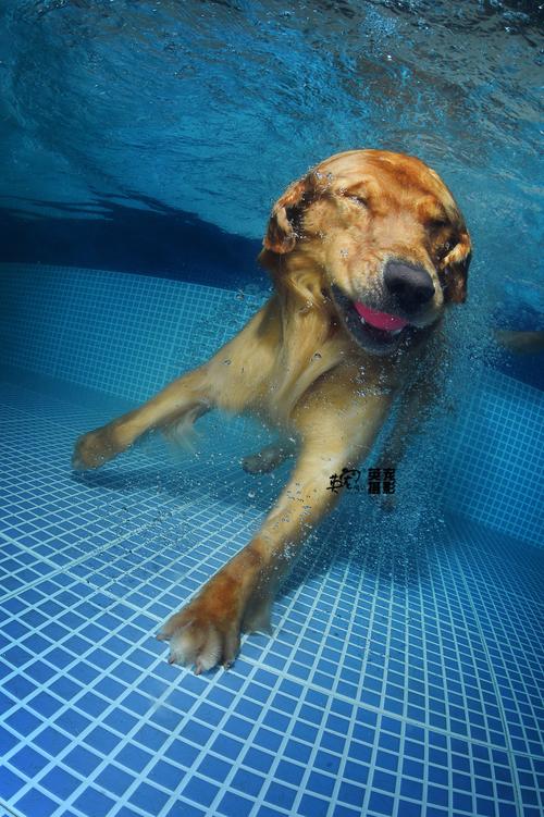 疯狂爱犬