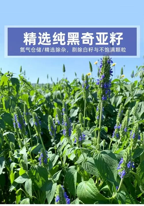 黑奇亚籽功效与副作用