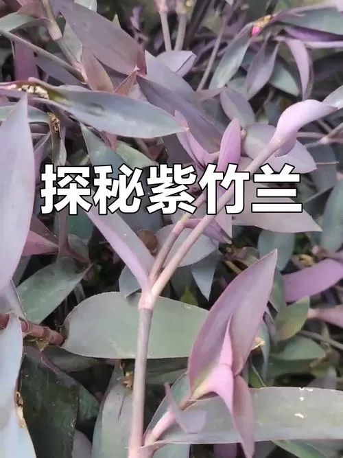 紫竹兰是凶树还是吉树