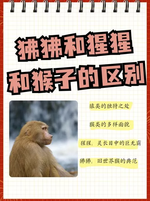 狒狒和猩猩的区别图片