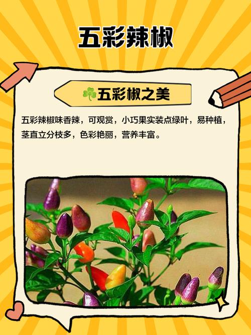 新鲜五彩辣椒直播