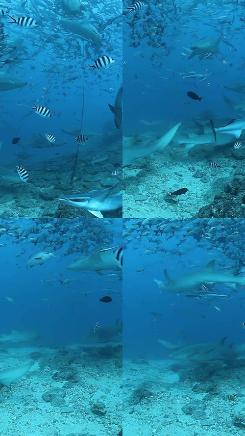 海洋视频