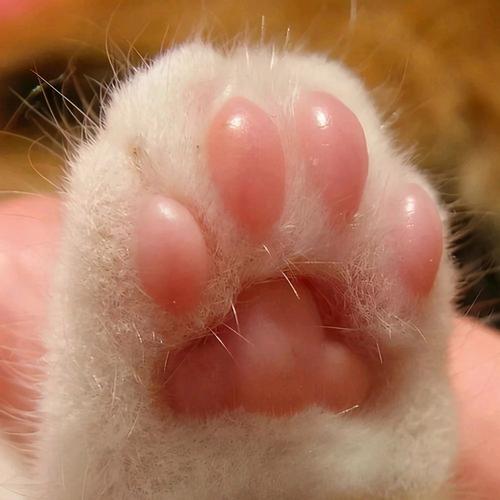 猫爪短视频官方