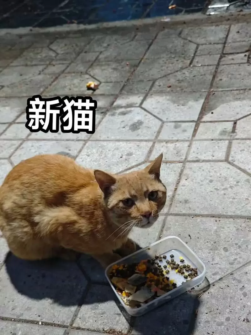 克隆猫能活多久